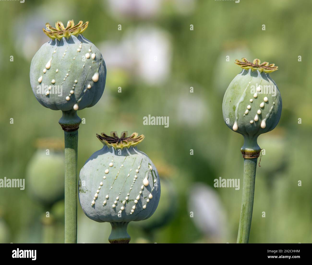 Detail of opium poppy heads, in latin papaver somniferum, immature poppy heads with drops of opium milk latex, three poppy capsule Stock Photo