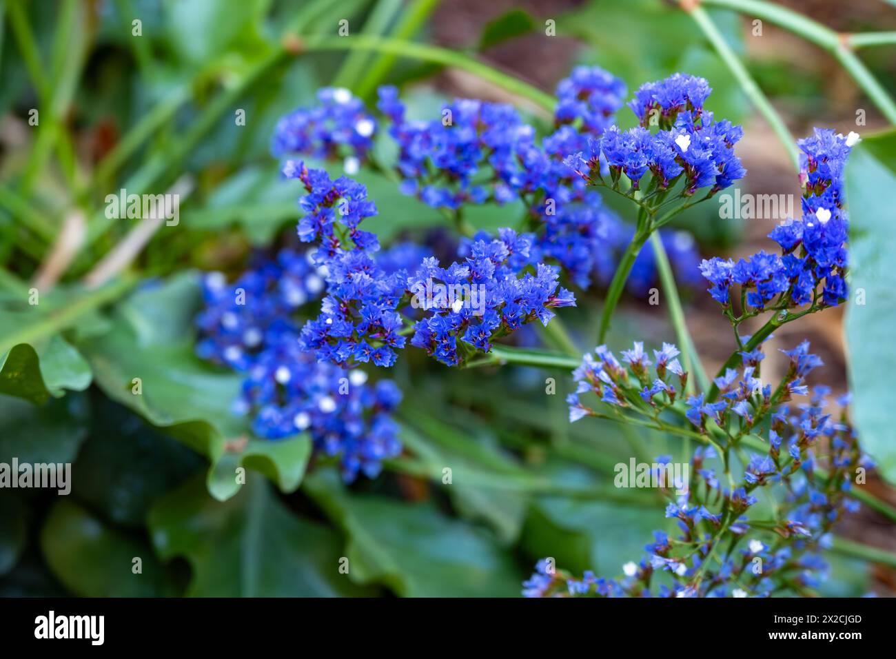 Blue flowers of limonium sinuatum wavyleaf sea lavender plant Stock Photo