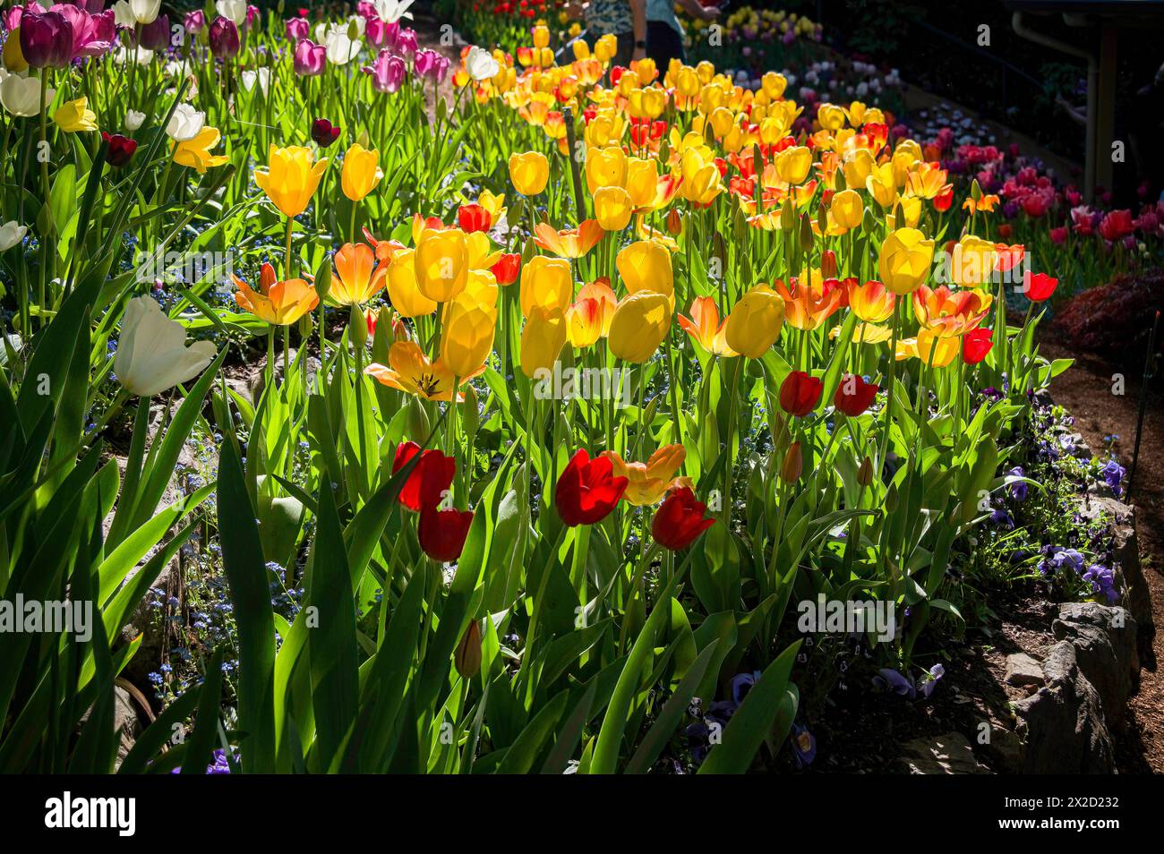 A grouping of bright yellow and red tulips with glowing side lighting. Stock Photo