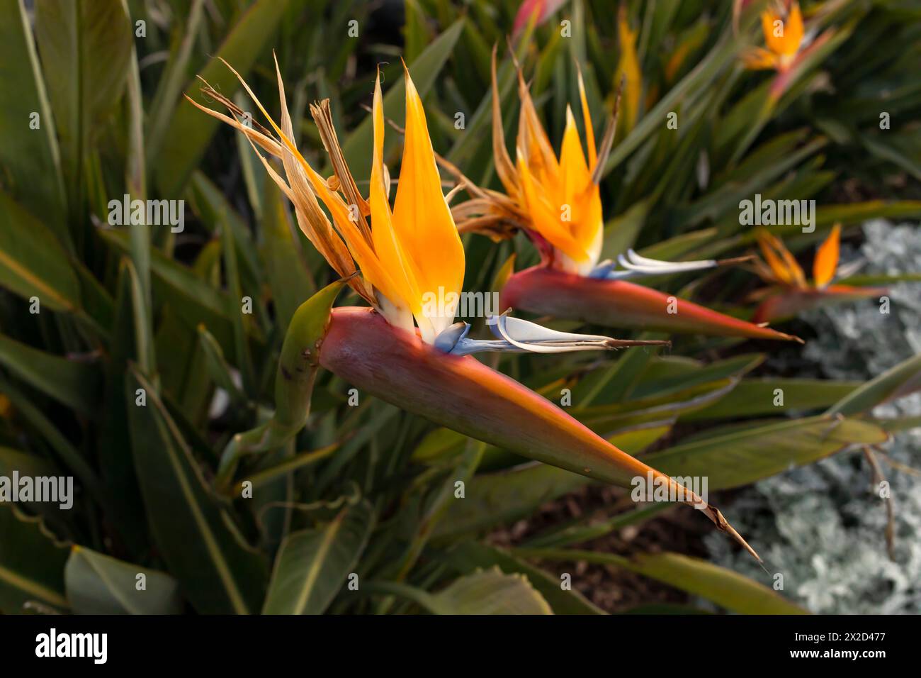 Strelitzia, Bird Of Paradise Flower, Perennial Plant Outdoor. Family Strelitziaceae, Crane Flower. Beautiful Blooming Plant In Backyard. Horizontal Stock Photo