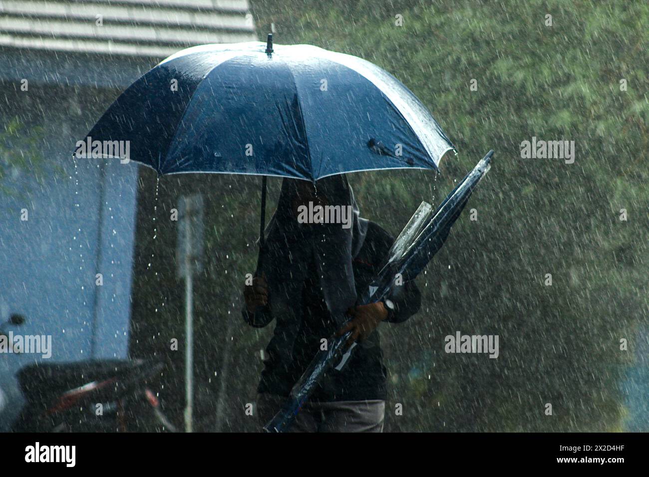 A woman walks in the rain with an umbrella in Bogor, West Java ...