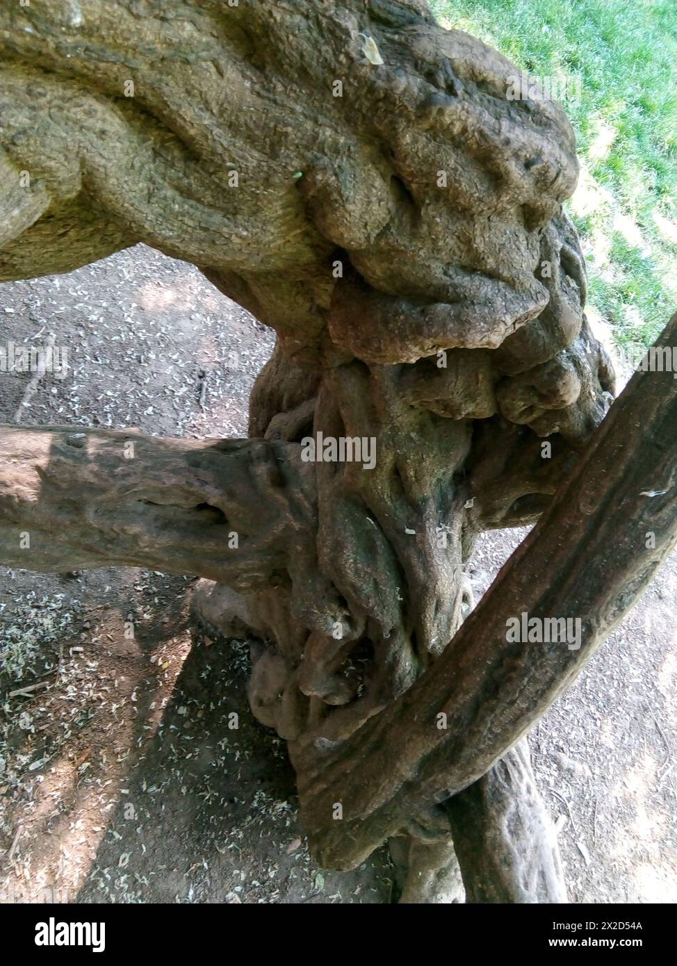Un arbre original dans un parc à Villejuif, France Stock Photo