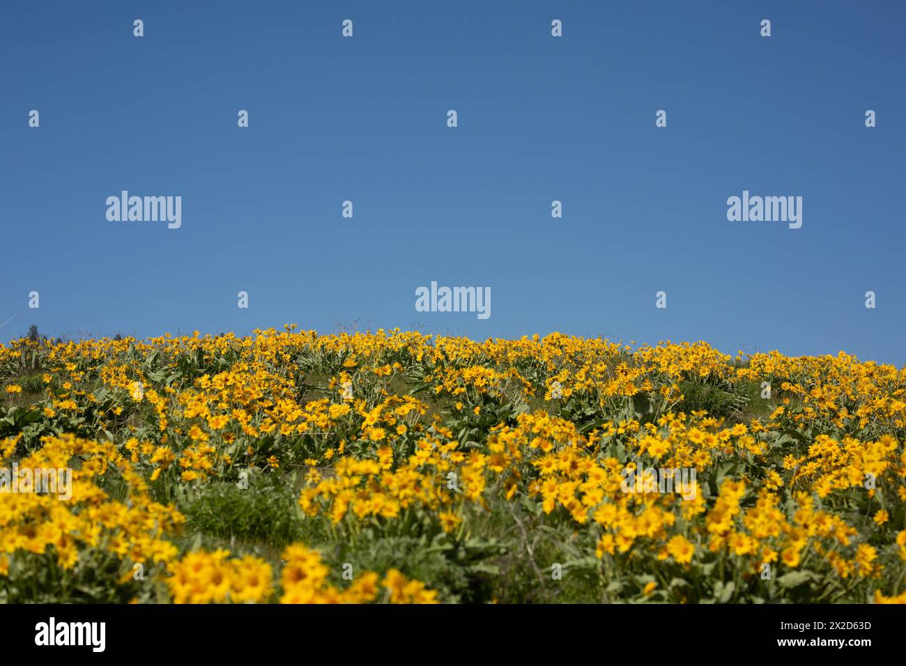 field of yellow sunflowers with a big blue sky Stock Photo - Alamy