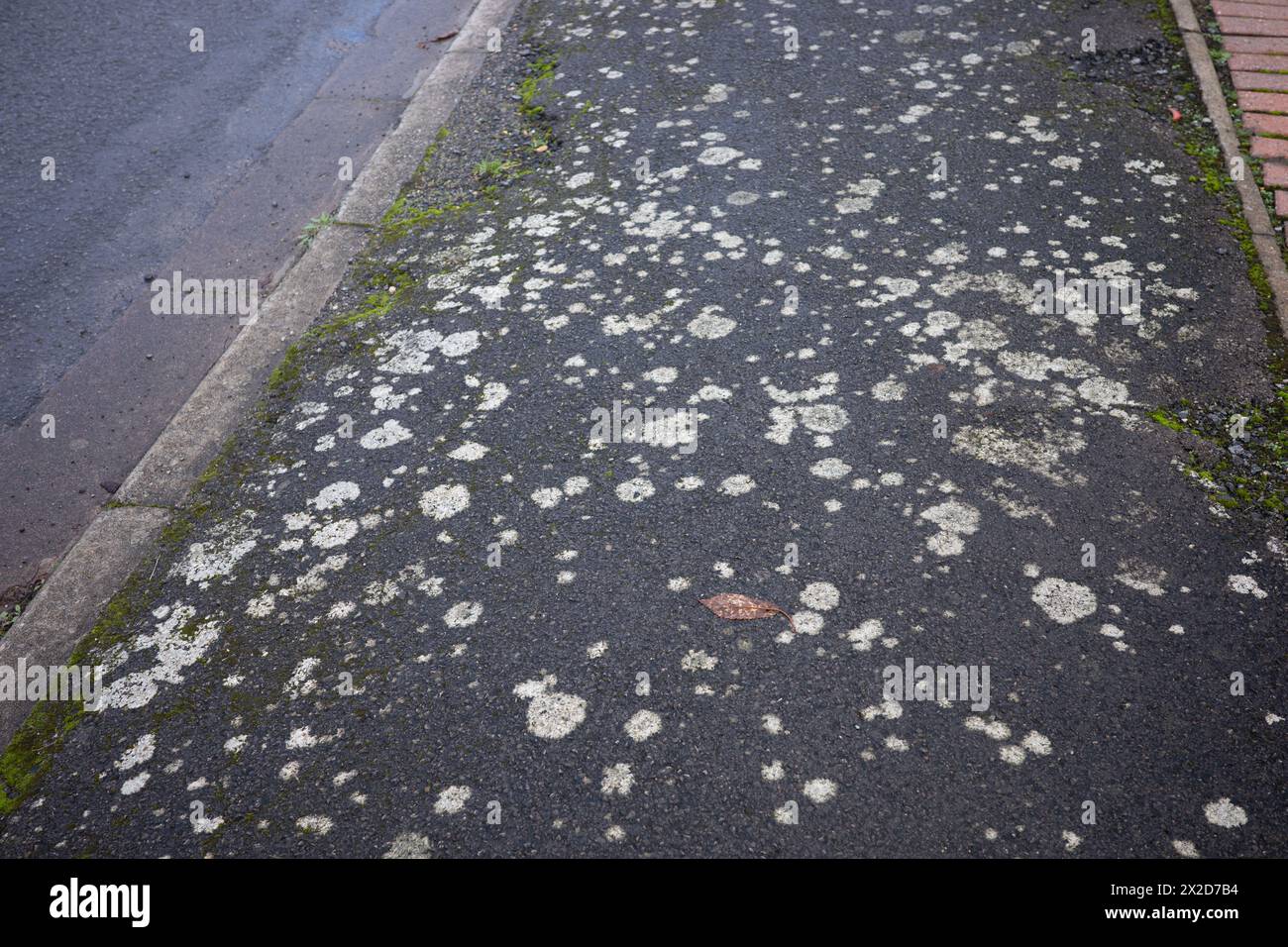 Lichens growing on a pavement in a residential area including Lecanora muralis Stock Photo