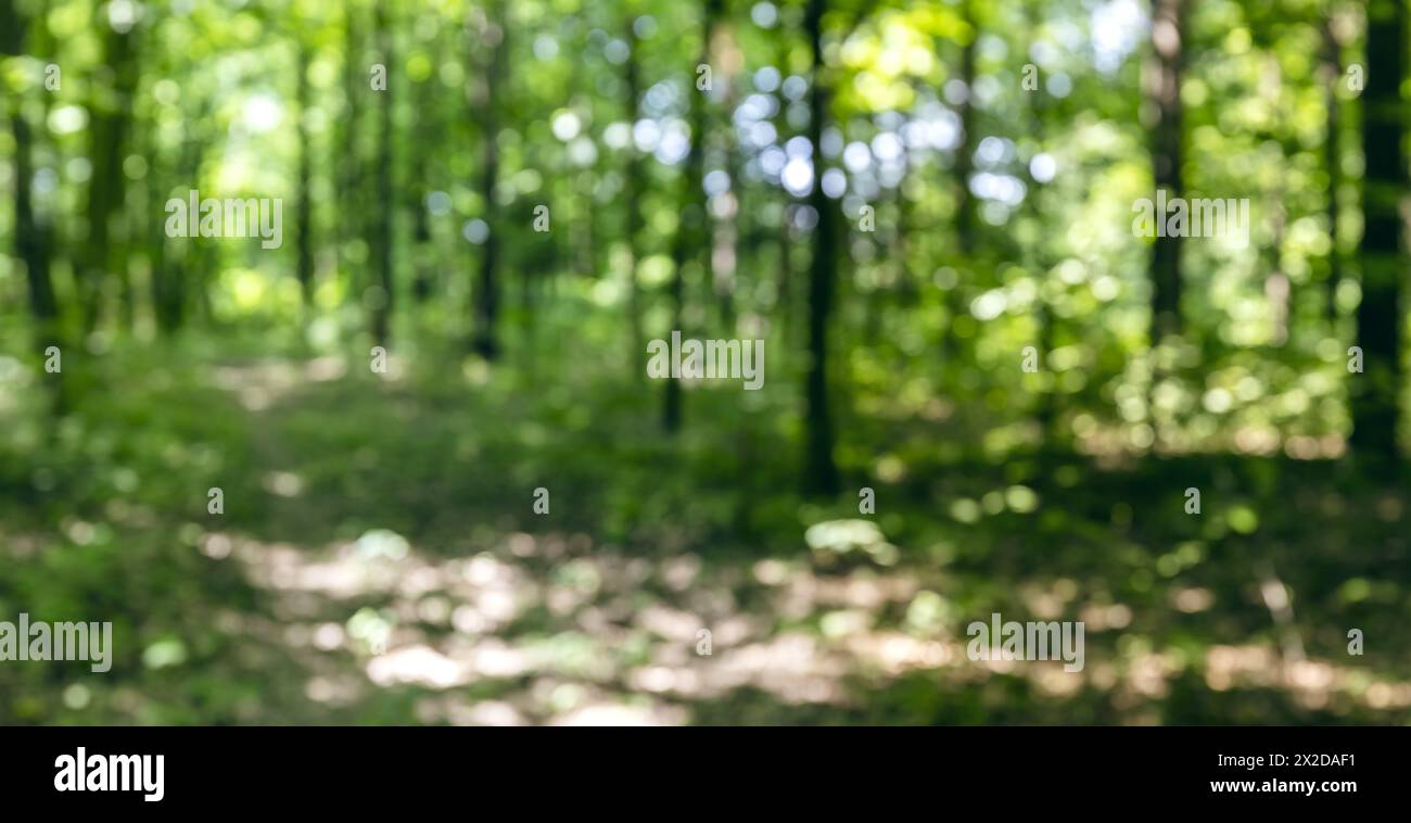 green forest trees with lush foliage on sunny summer day. natural ...