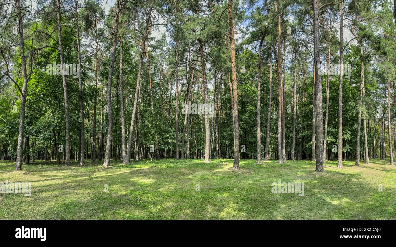 Panoramic landscape pine forest hi-res stock photography and images - Alamy