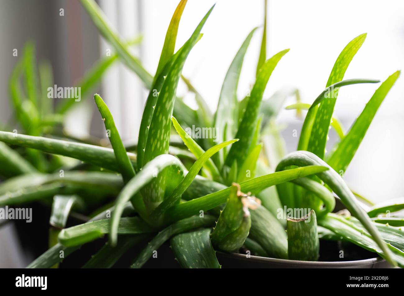 Aloe vera (Aloe vera), detail, Germany Stock Photo - Alamy