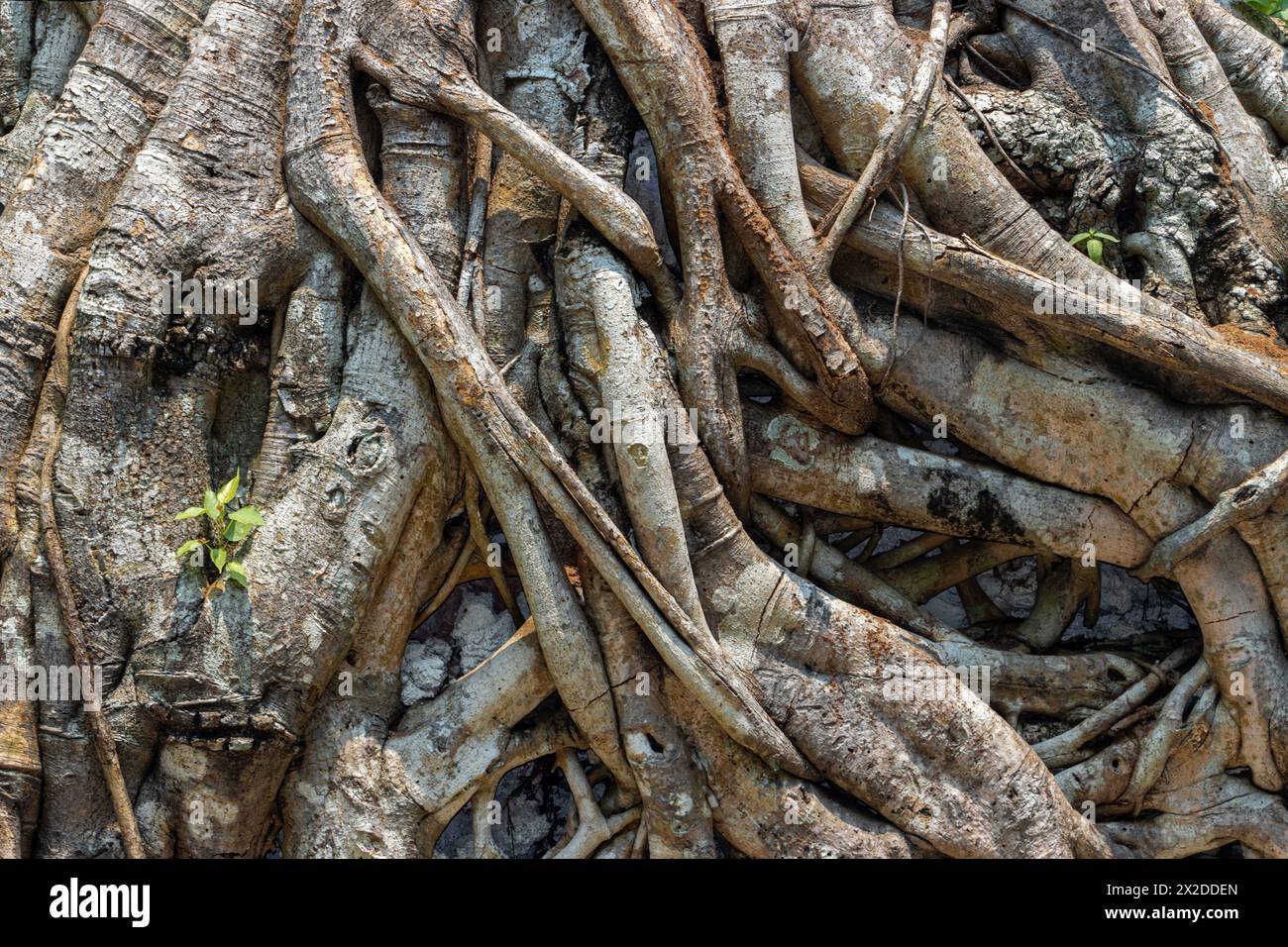 Tree root structure close up Stock Photo - Alamy