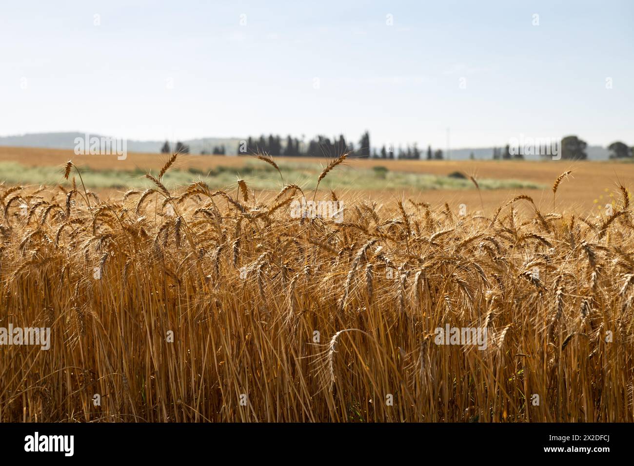 Ripe wheat field view hi-res stock photography and images - Alamy