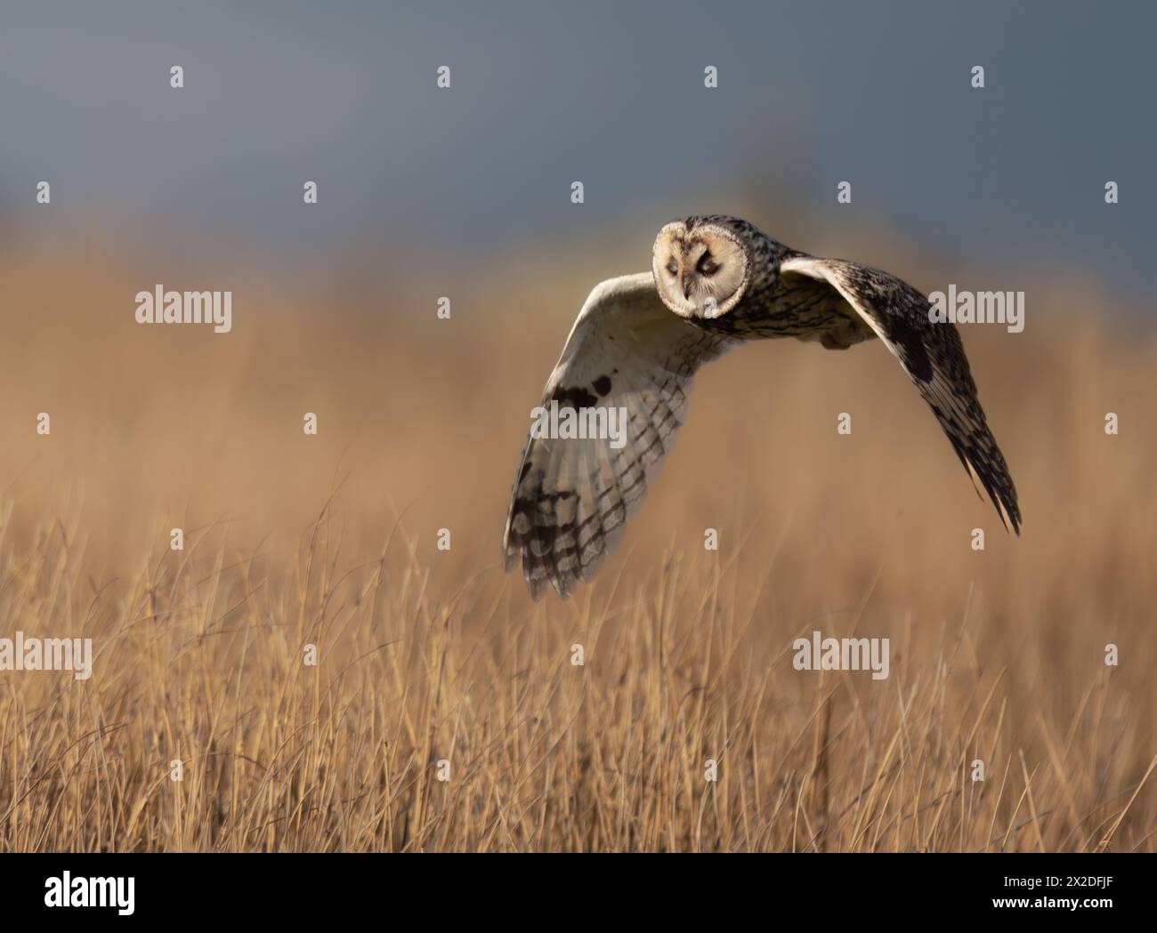 a-wild-long-eared-owl-asio-otus-in-flight-northern-england-stock