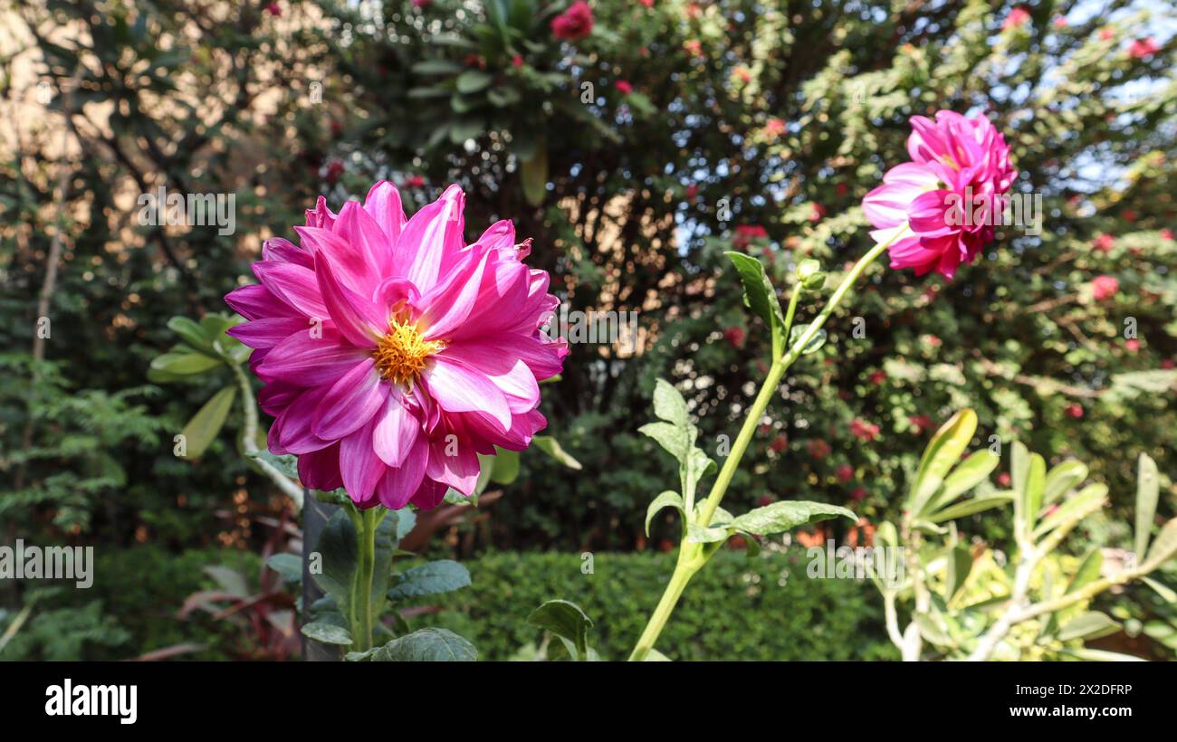 Large purple dahlia flowers hi-res stock photography and images - Alamy