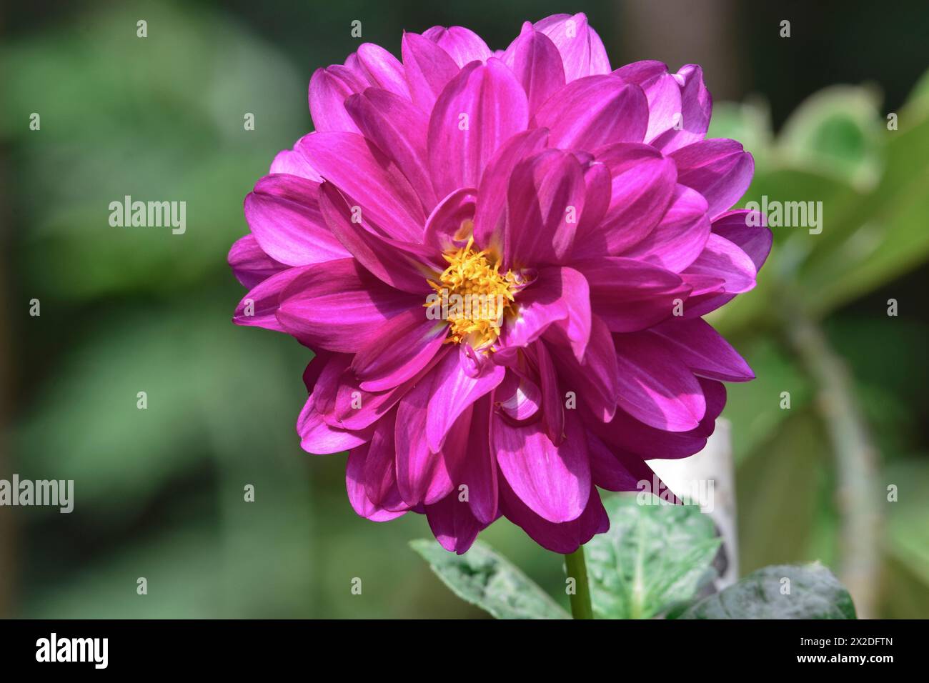 Large purple dahlia flowers hi-res stock photography and images - Alamy