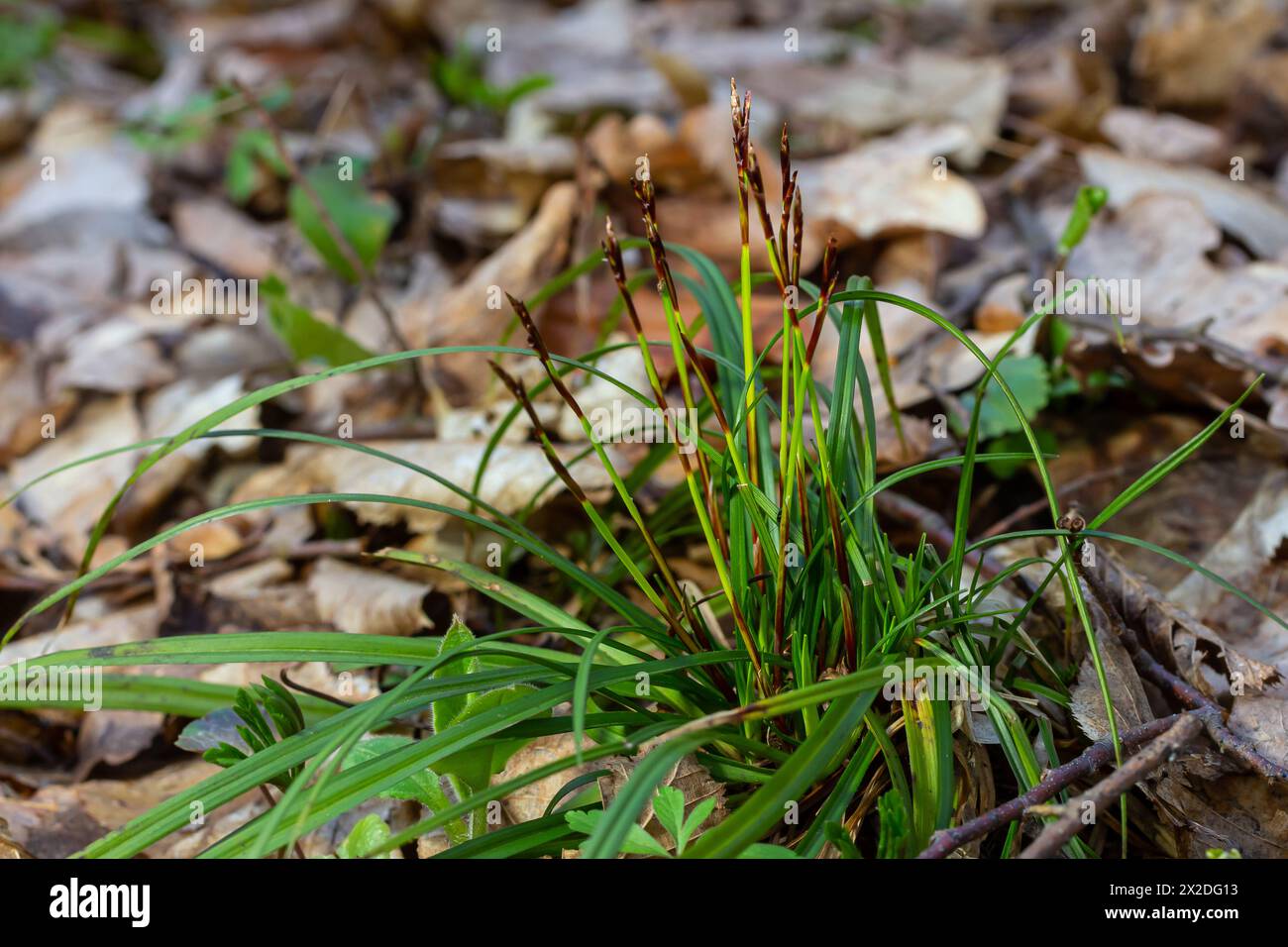 Sedge hairy blossoming in the nature in the spring.Carex pilosa. Cyperaceae Family. Stock Photo