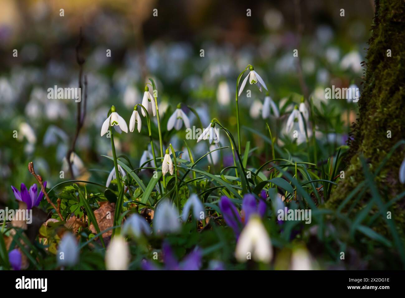 White snowdrop flowers. Galanthus blossoms illuminated by the sun in the green blurred background, early spring. Galanthus nivalis bulbous, perennial Stock Photo