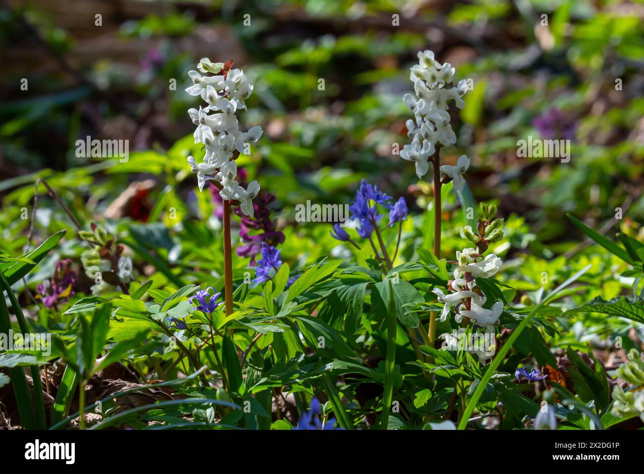Corydalis blooms in spring in the wild in the forest. Stock Photo