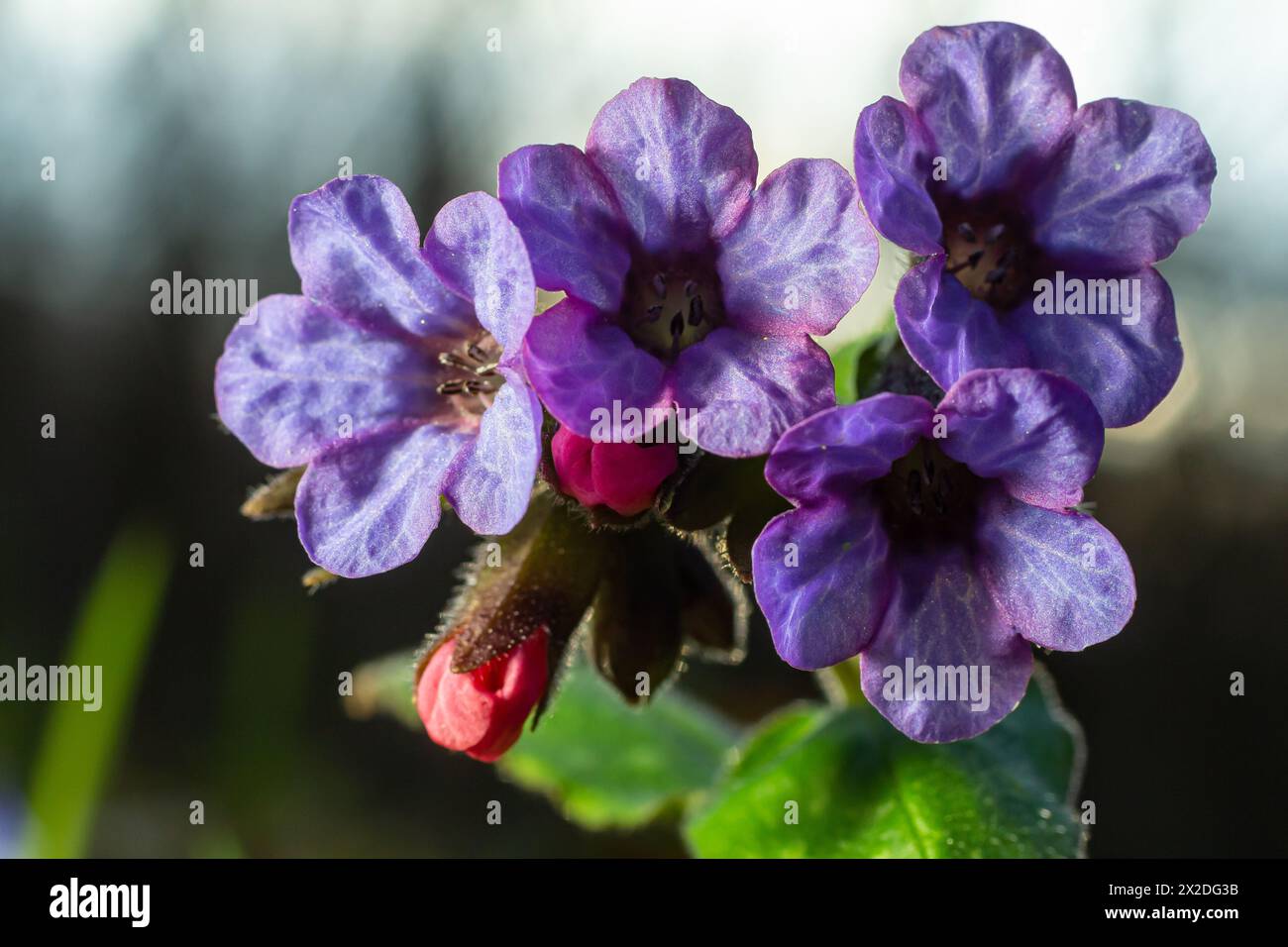Vivid and bright pulmonaria flowers on green leaves background close up. Stock Photo