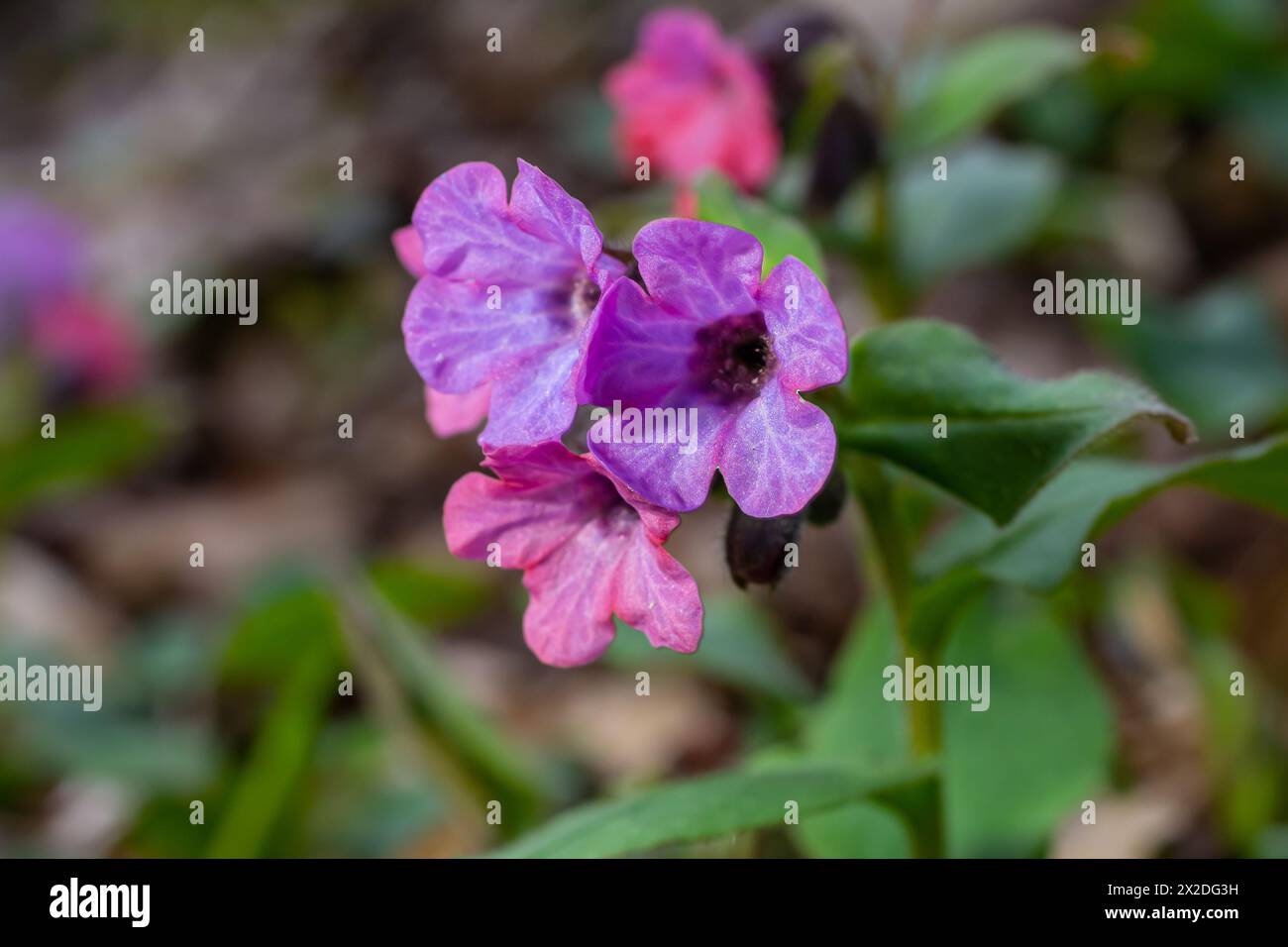 Vivid and bright pulmonaria flowers on green leaves background close up. Stock Photo