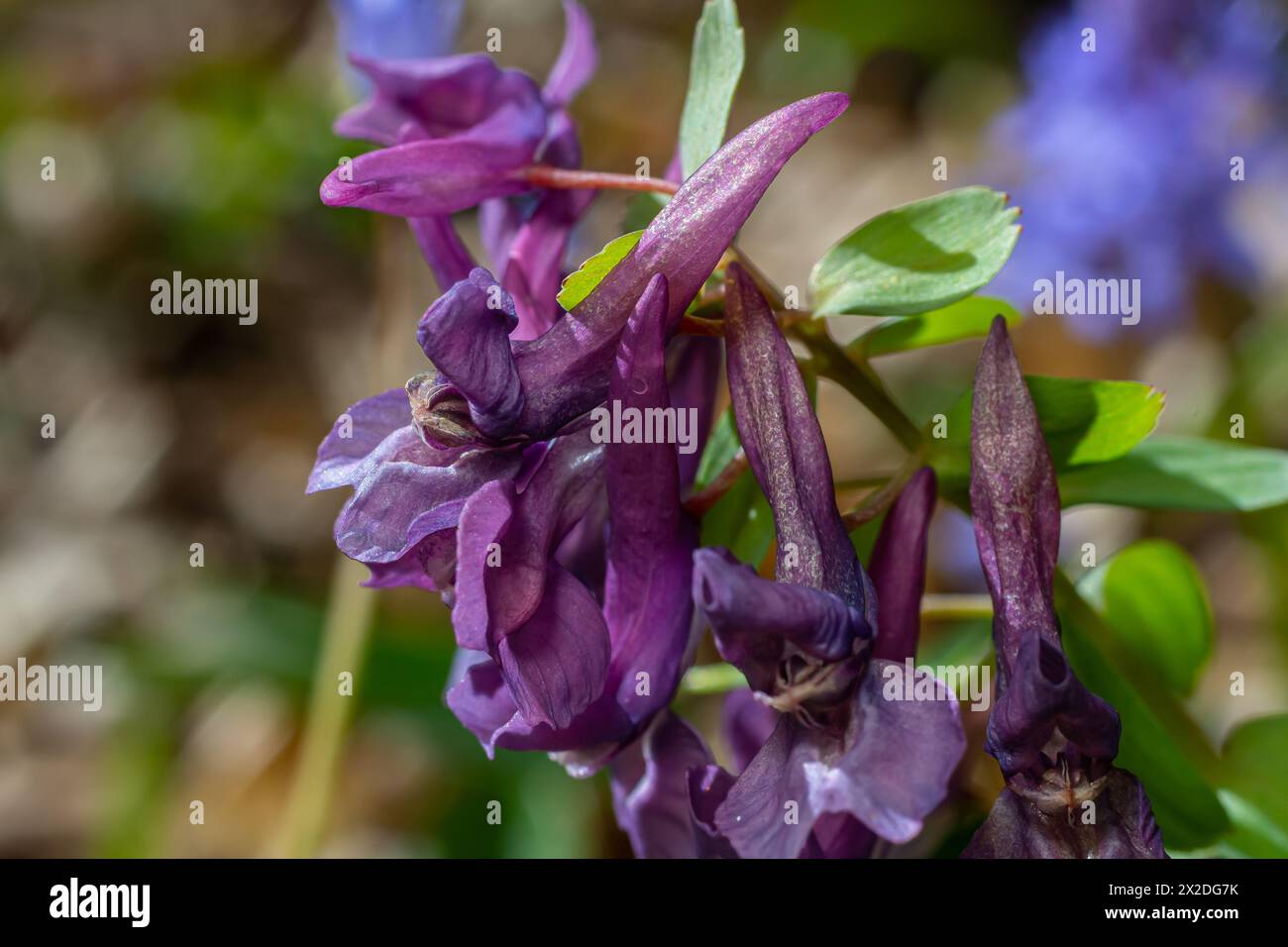 Corydalis blooms in spring in the wild in the forest. Stock Photo