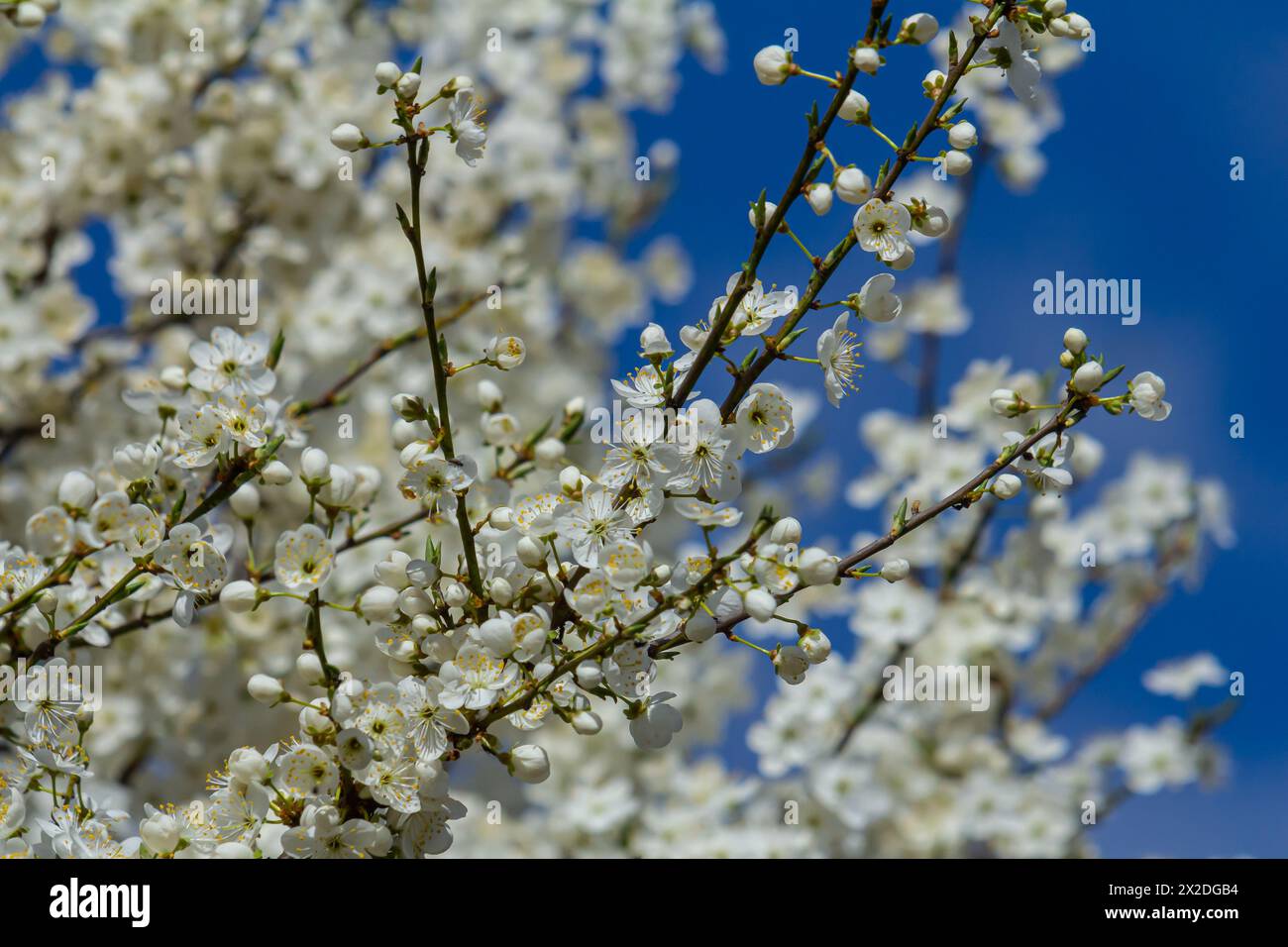 White plum blossom, beautiful white flowers of prunus tree in city garden, detailed macro close up plum branch. White plum flowers in bloom on branch, Stock Photo