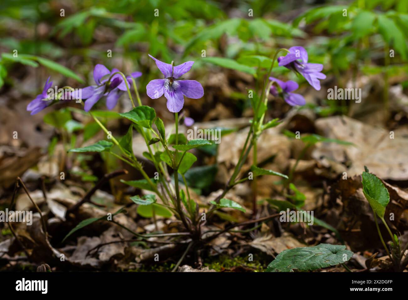 Viola odorata. Scent-scented. Violet flower forest blooming in spring. The first spring flower, purple. Wild violets in nature. Stock Photo