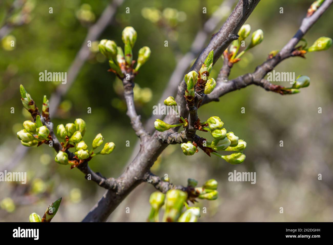Buds prunus avium, commonly called wild cherry, sweet cherry, gean, or bird cherry. Budbreak. Springtime. Stock Photo