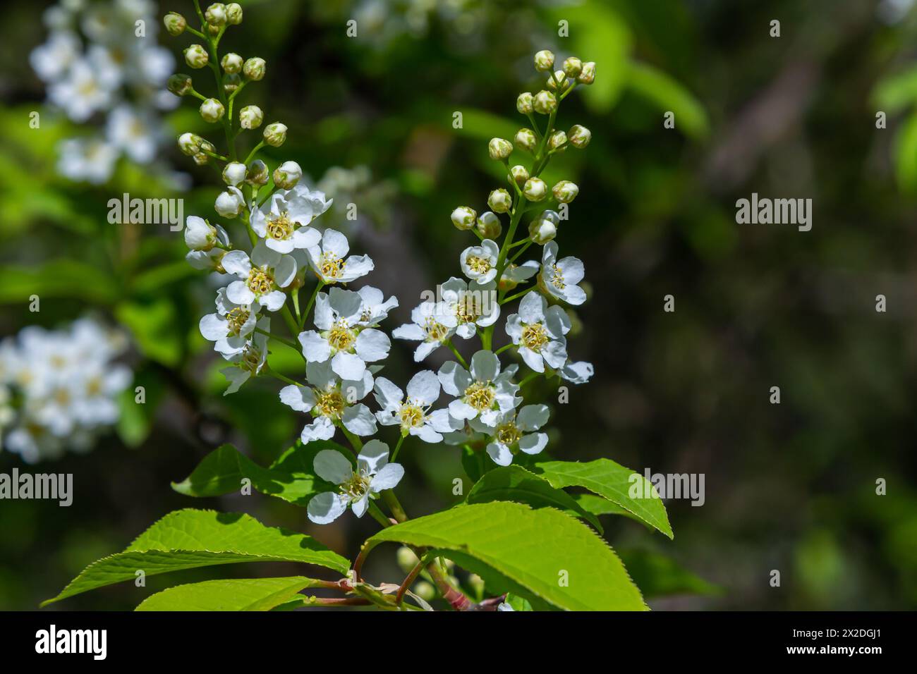 Selective focus photo. Bird cherry tree , Prunus padus blooming. Stock Photo