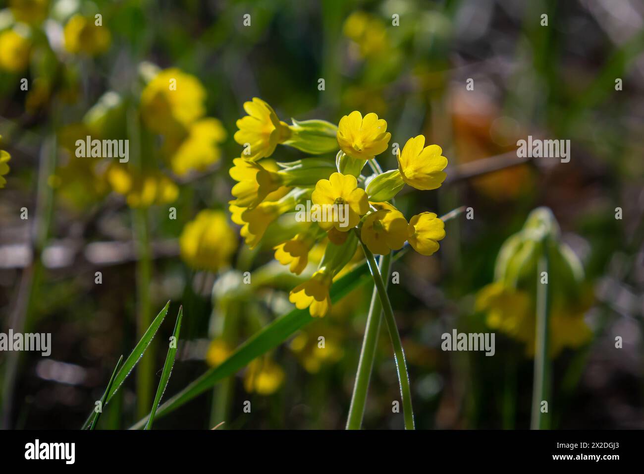 Yellow Primula veris cowslip, common cowslip, cowslip primrose on soft green background.Selective focus. Stock Photo
