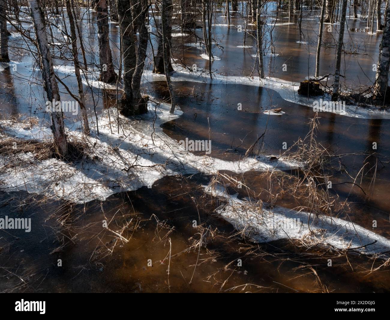 Floods and ice in a springtime forest in Kempele, Finland Stock Photo