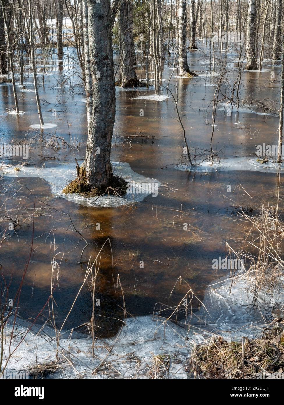 Floods and ice in a springtime forest in Kempele, Finland Stock Photo