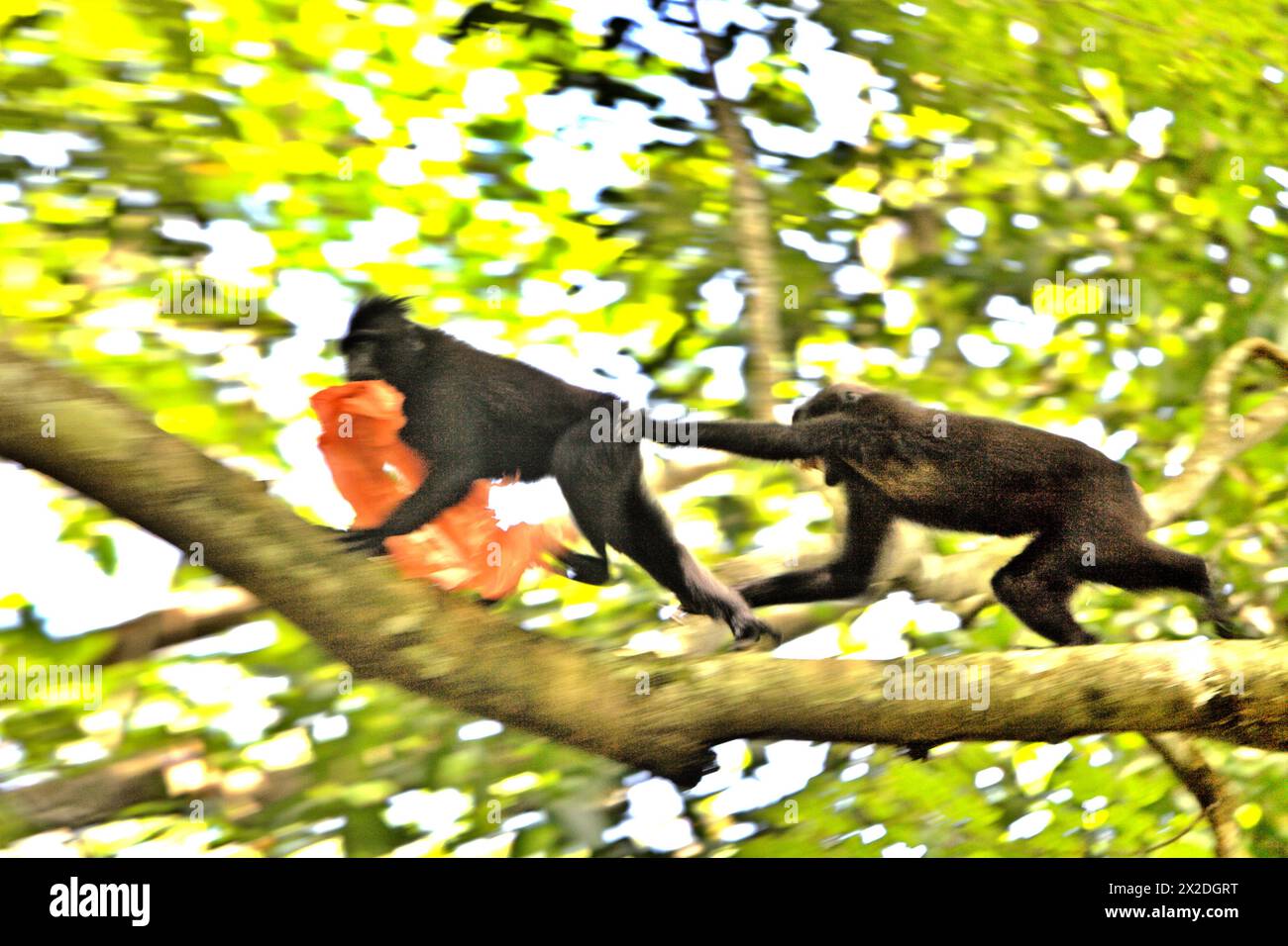 A Sulawesi blackcrested macaque (Macaca nigra) carries plastic waste