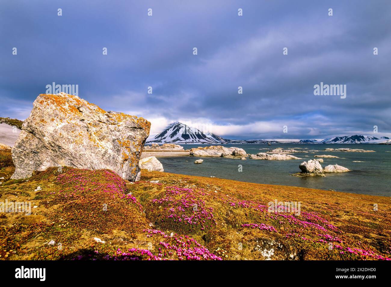 Flowering  Purple saxifrage in a arctic landscape Stock Photo