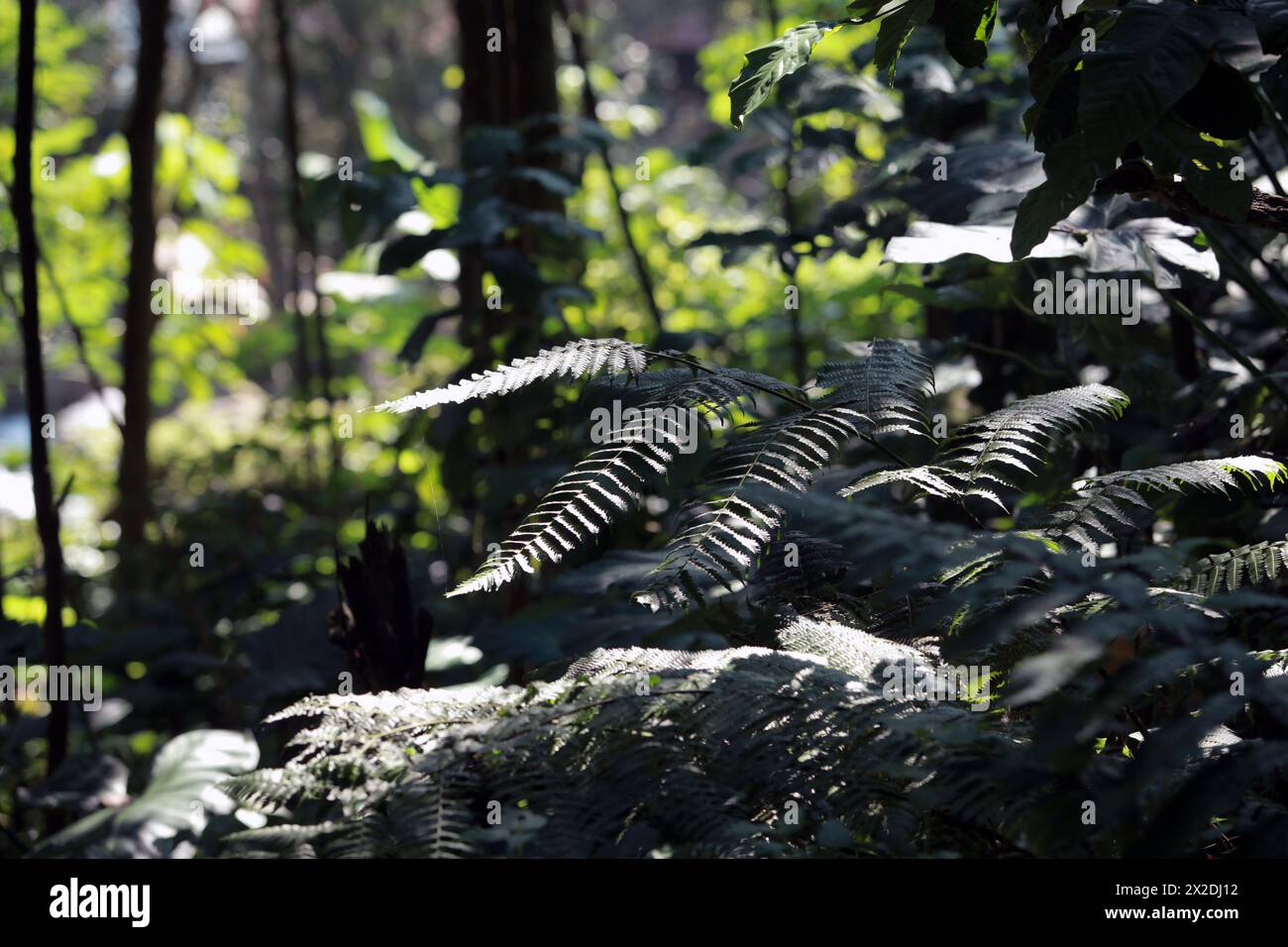 Nature leaves background Stock Photo
