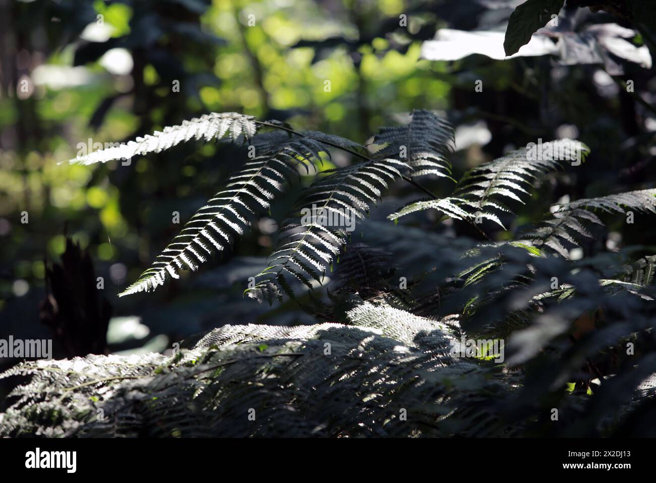 Nature leaves background Stock Photo