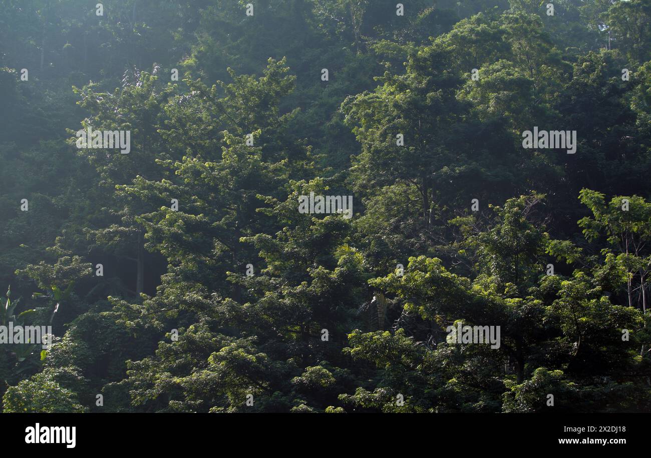 Nature leaves background Stock Photo