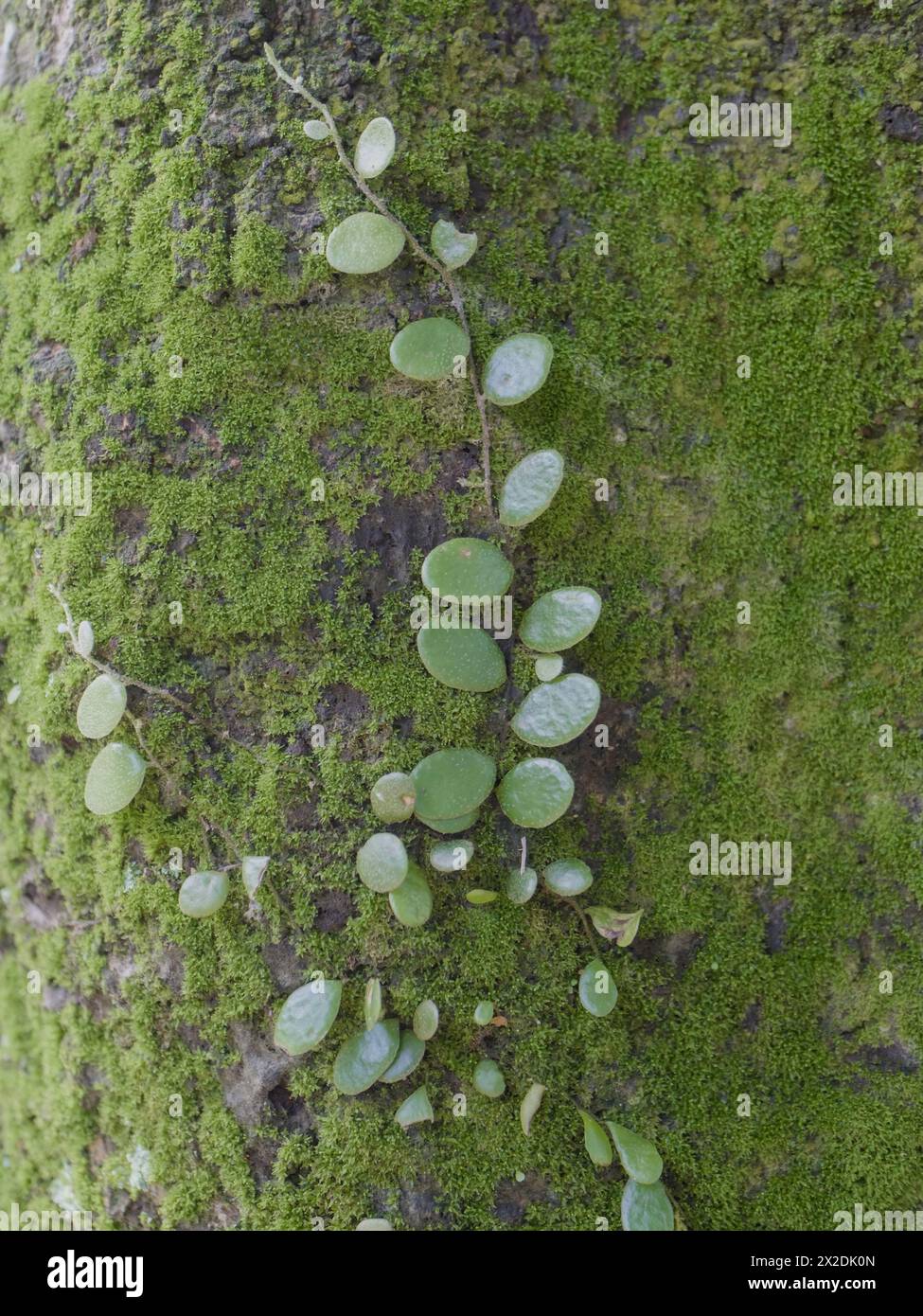 moss on tree trunk, moss texture, moss background Stock Photo