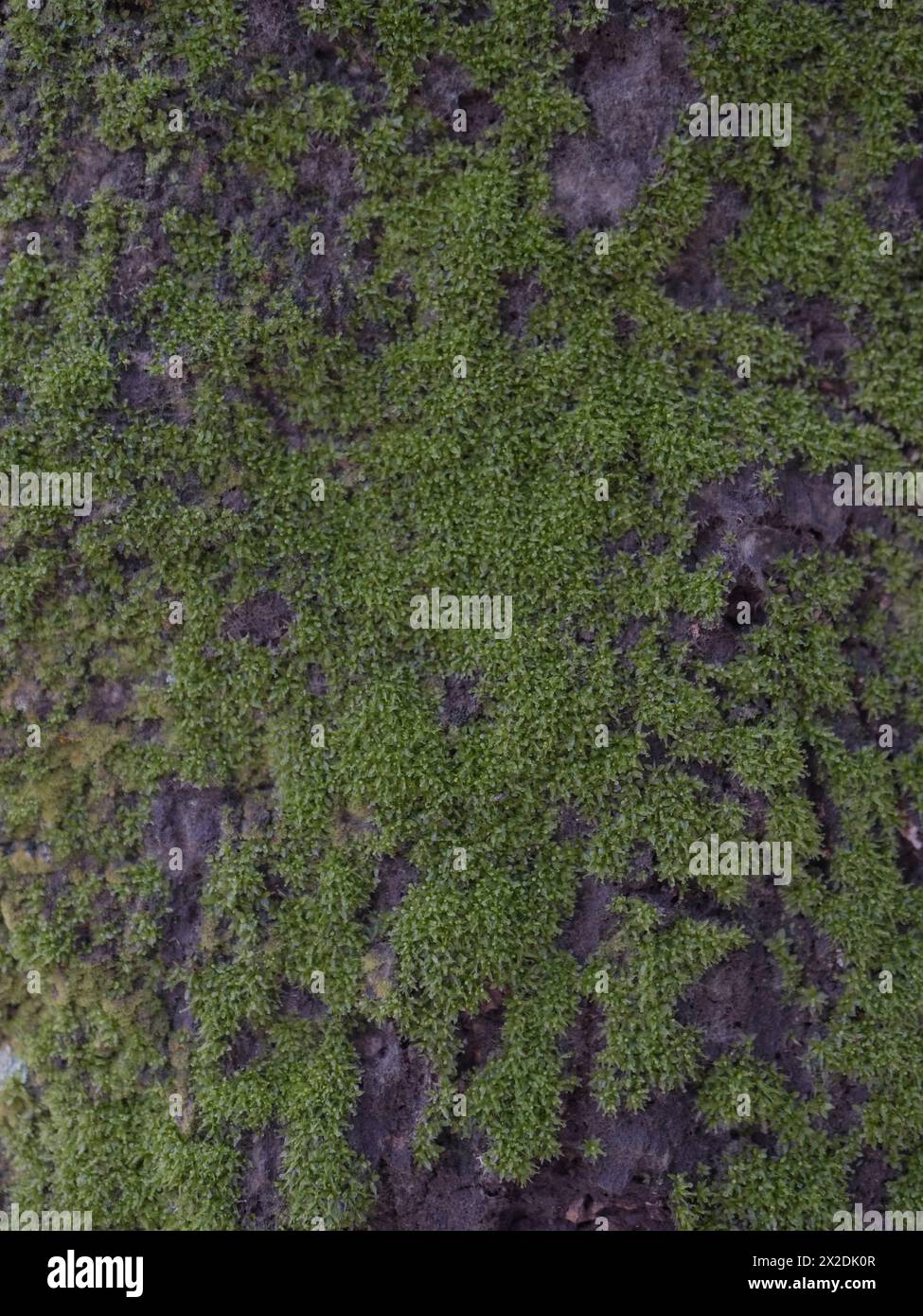 moss on tree trunk, moss texture, moss background Stock Photo