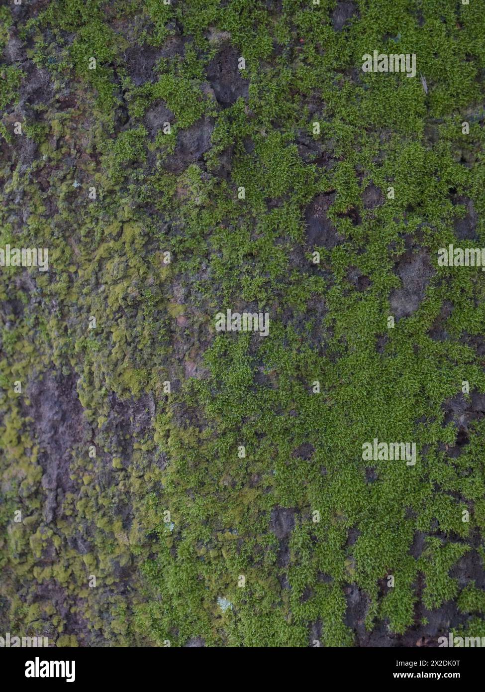 moss on tree trunk, moss texture, moss background Stock Photo