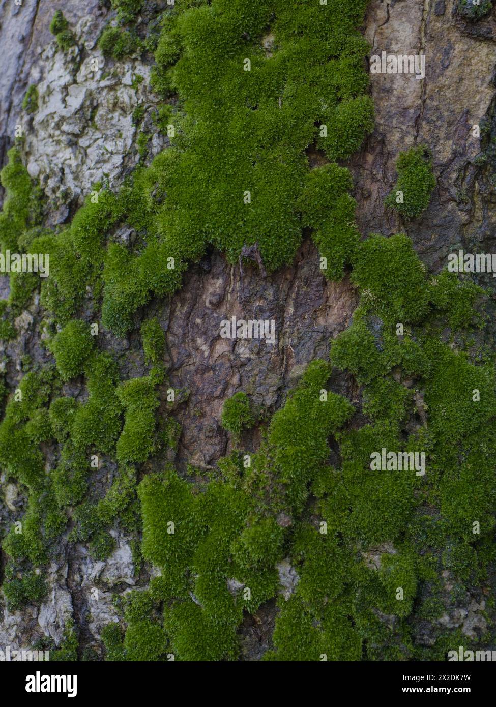 moss on tree trunk, moss texture, moss background Stock Photo