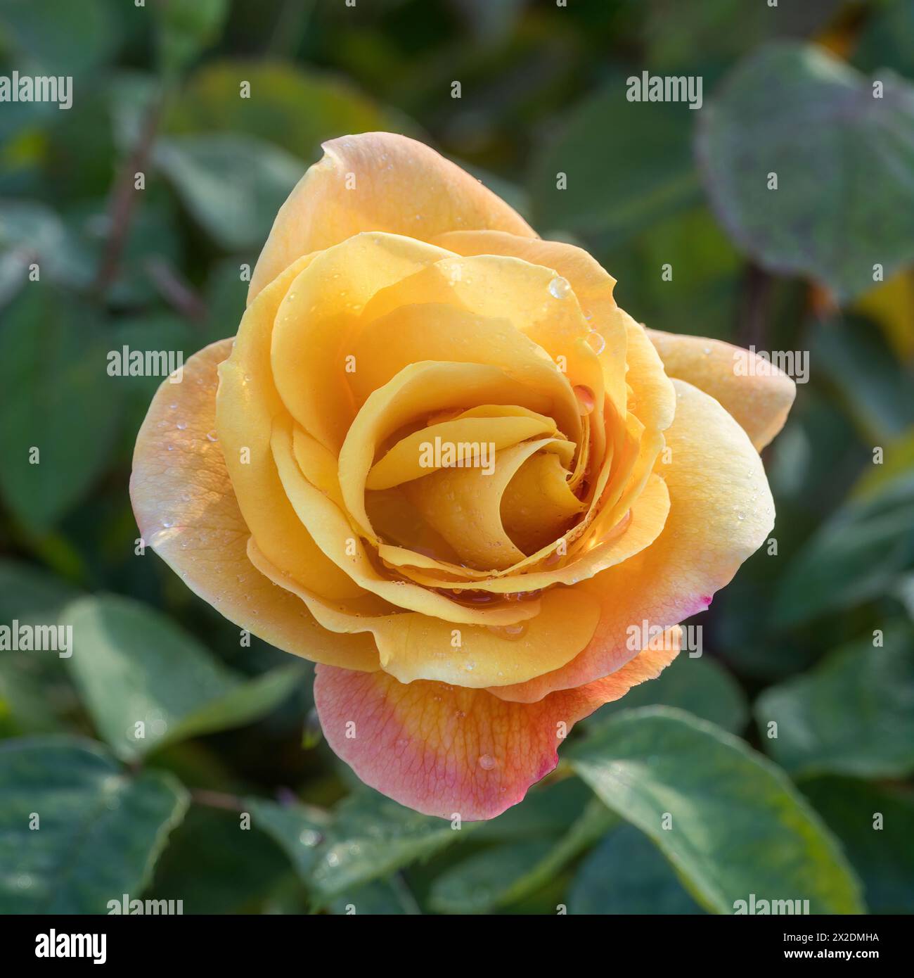 'Strike It Rich' Grandiflora Rose in Bloom. San Jose Municipal Rose Garden, San Jose, California, USA. Stock Photo