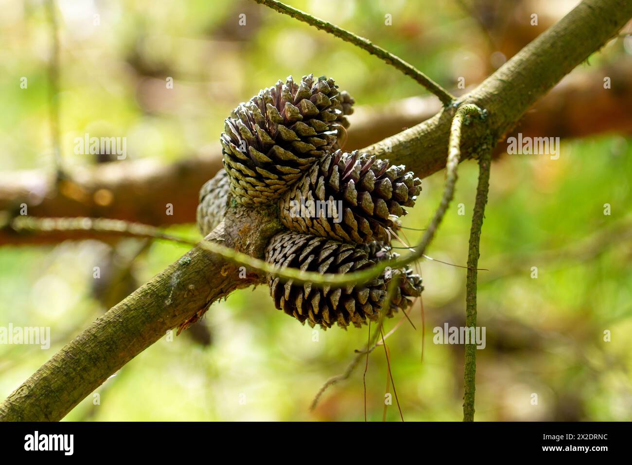 Pine seed cones on a branch of a coniferous spring tree close up in woodland. Pinus brutia Stock Photo