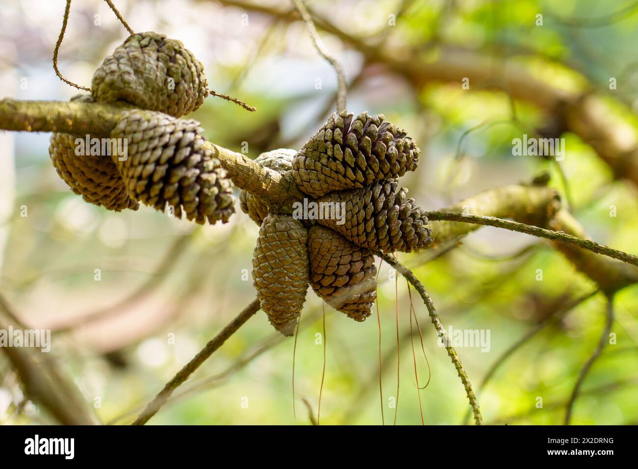 Cones on a pine Pinus brutia branch close up in springtime pinewood Stock Photo