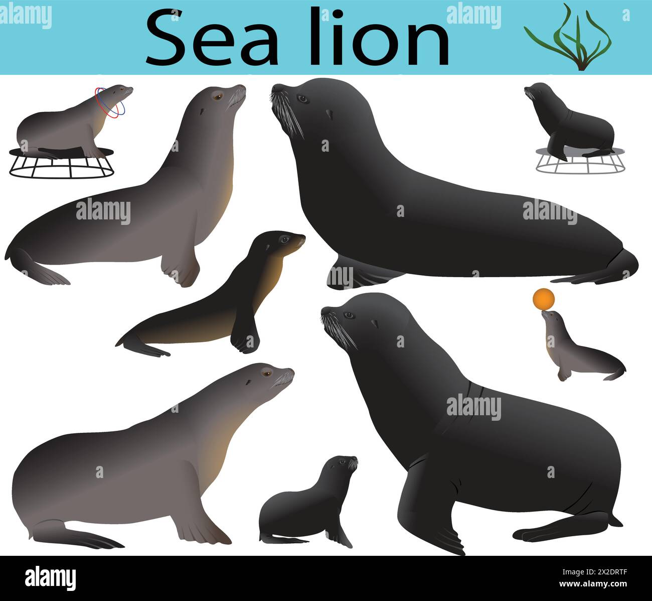 Collection of california sea lions and its cubs in colour image Stock Vector