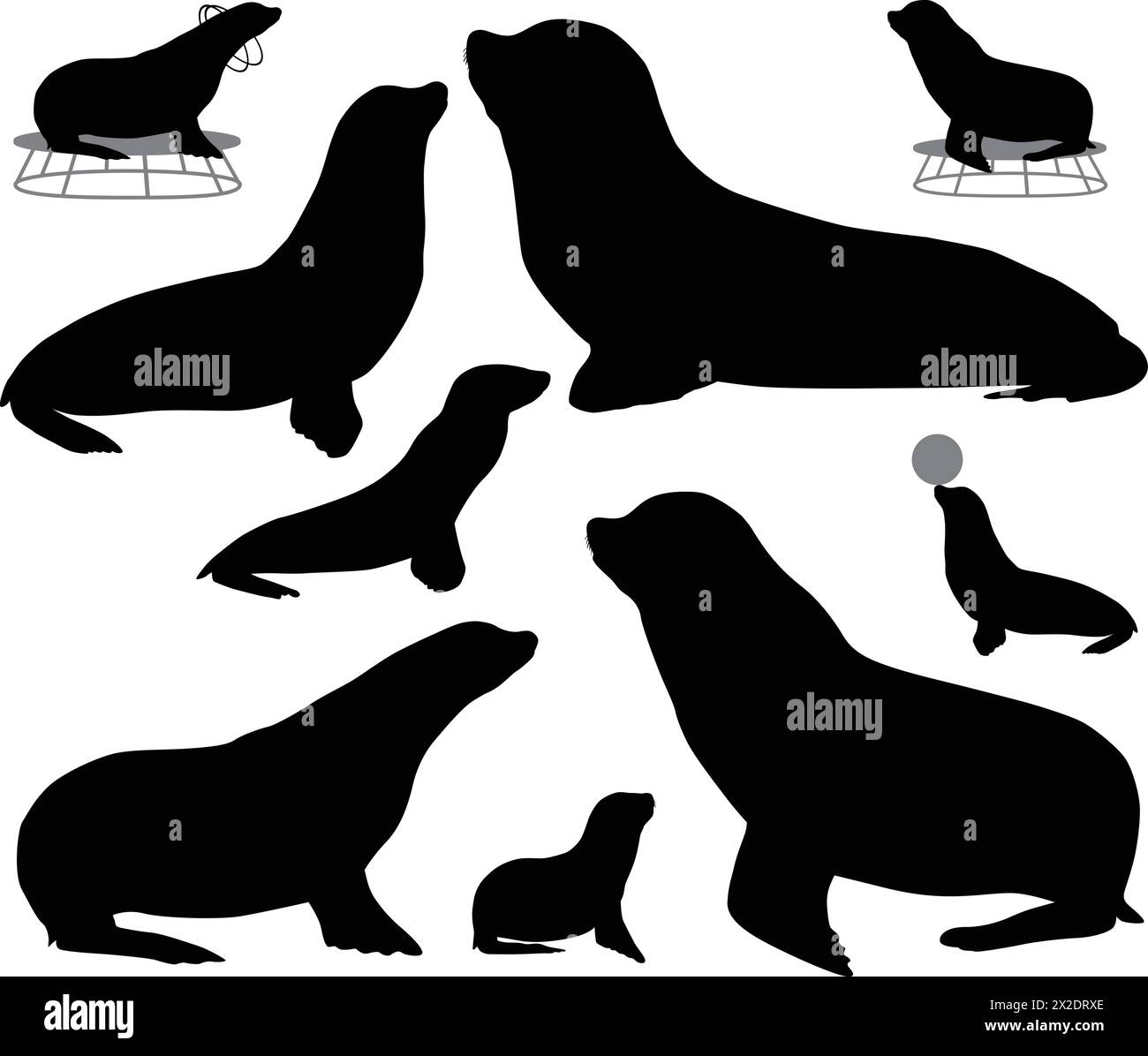 Collection of silhouettes of california sea lions and its cubs Stock Vector