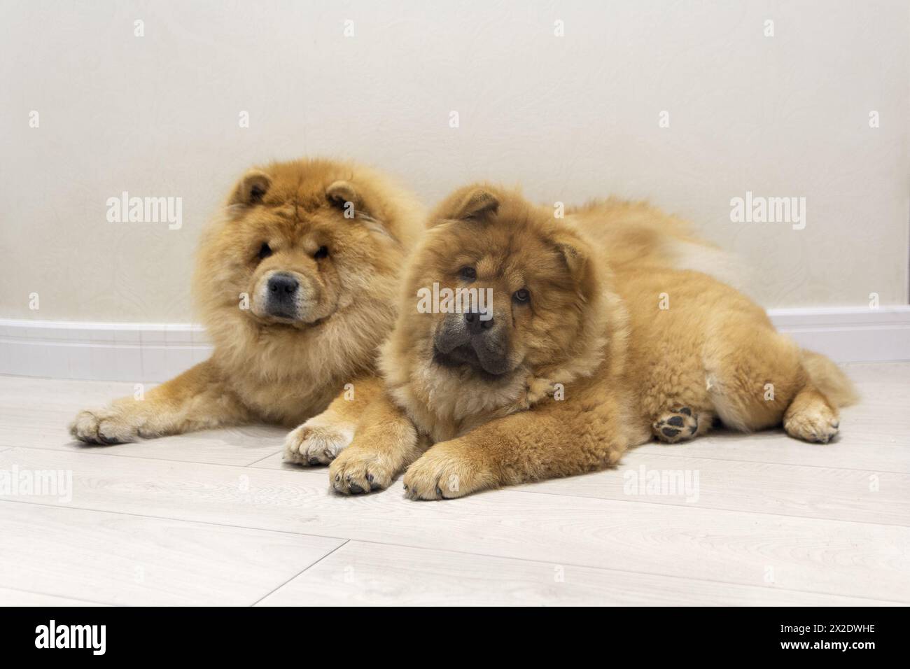 Dogs of the chow chow breed lie on the floor. Animal Stock Photo