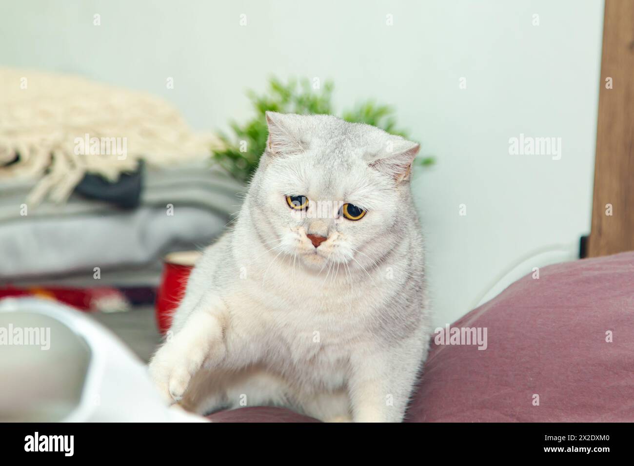 Silver British cat is angry. An aggressive cat growls and attacks the mop. Stock Photo