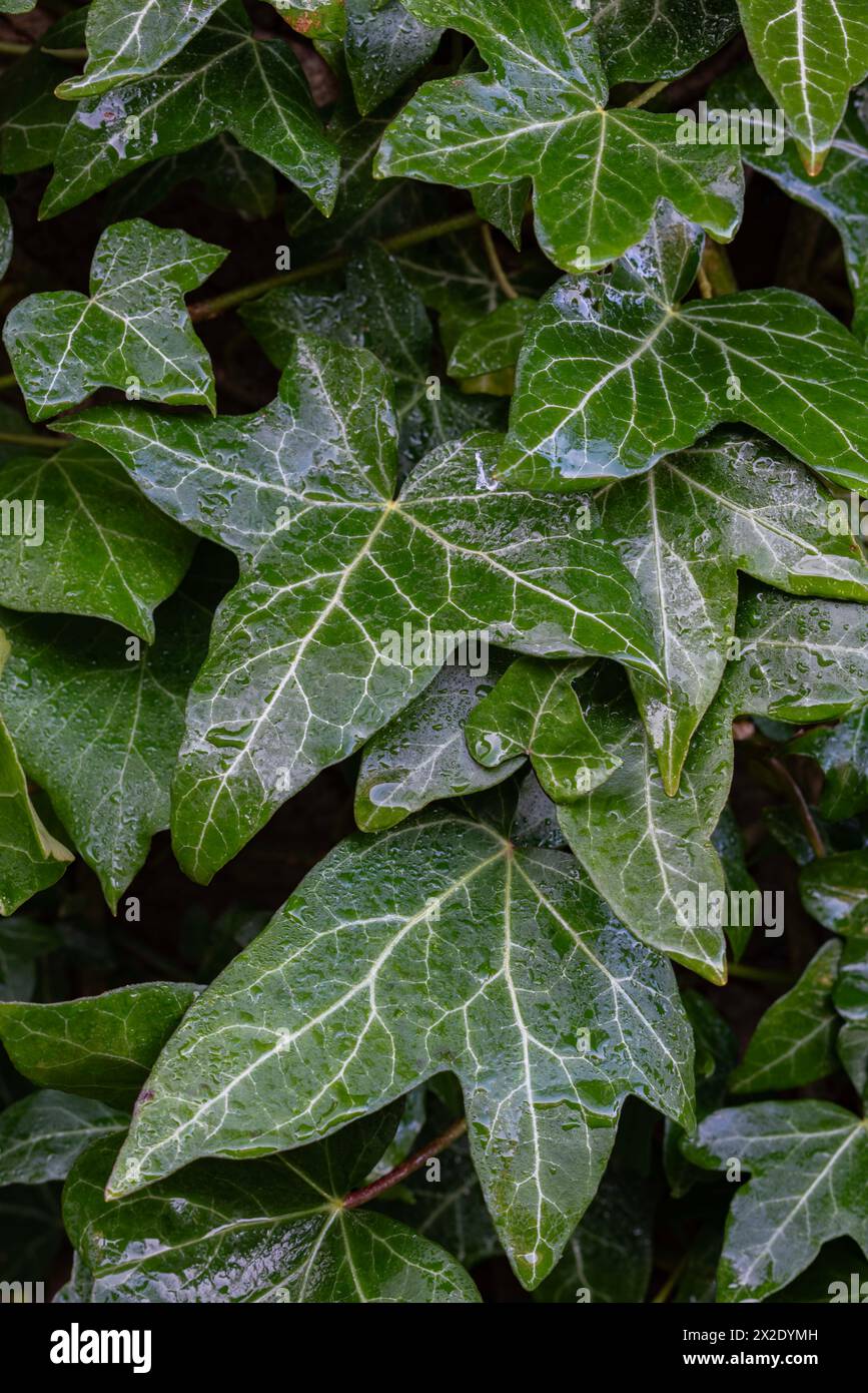 Common Ivy in garden after rain Stock Photo