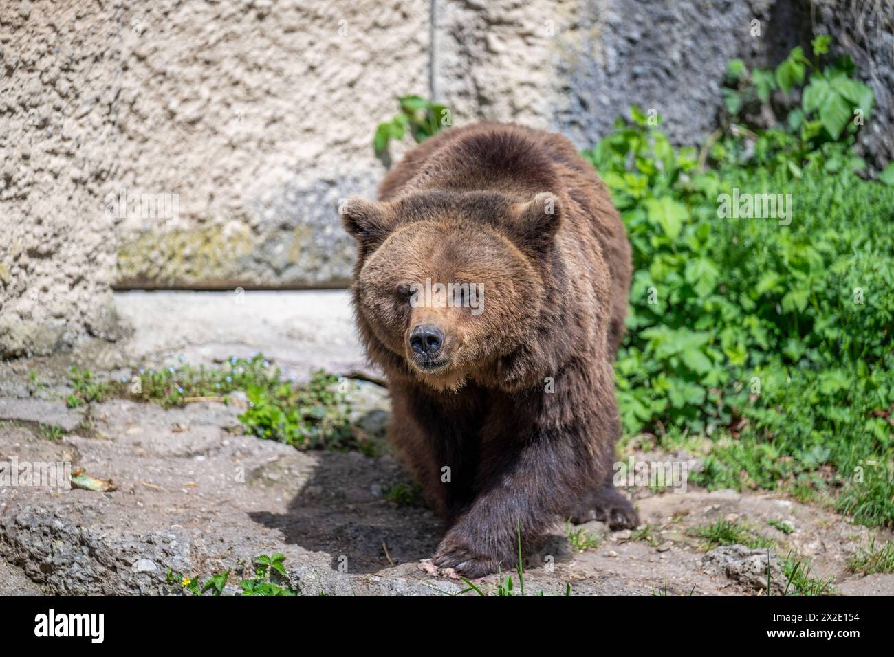 BROWN BEAR URSUS ARCTOS At The Zoo Salzburg Zoo Salzburg Austria BROWN BEAR URSUS ARCTOS At The Zoo Salzburg Zoo Salzburg Austria