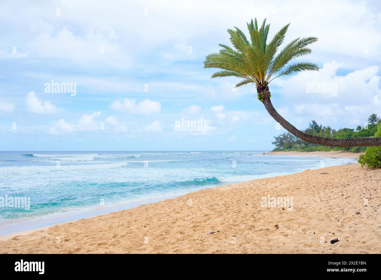 One Leaning palm tree over sandy beach in Hawaii Stock Photo - Alamy