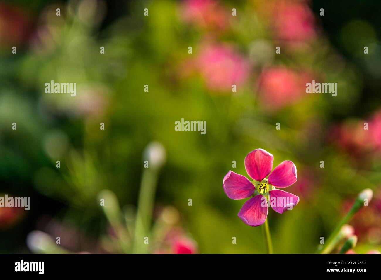 Flowers are reproductive structures of plants that are responsible for