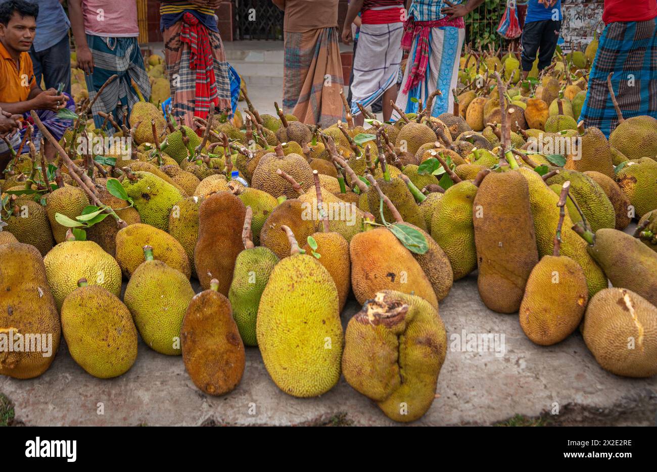 Many whole green jackfruit on street. Stock Photo